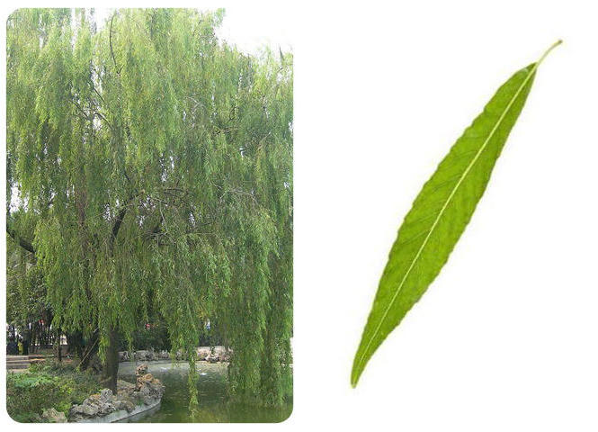 世界杯买球盘口